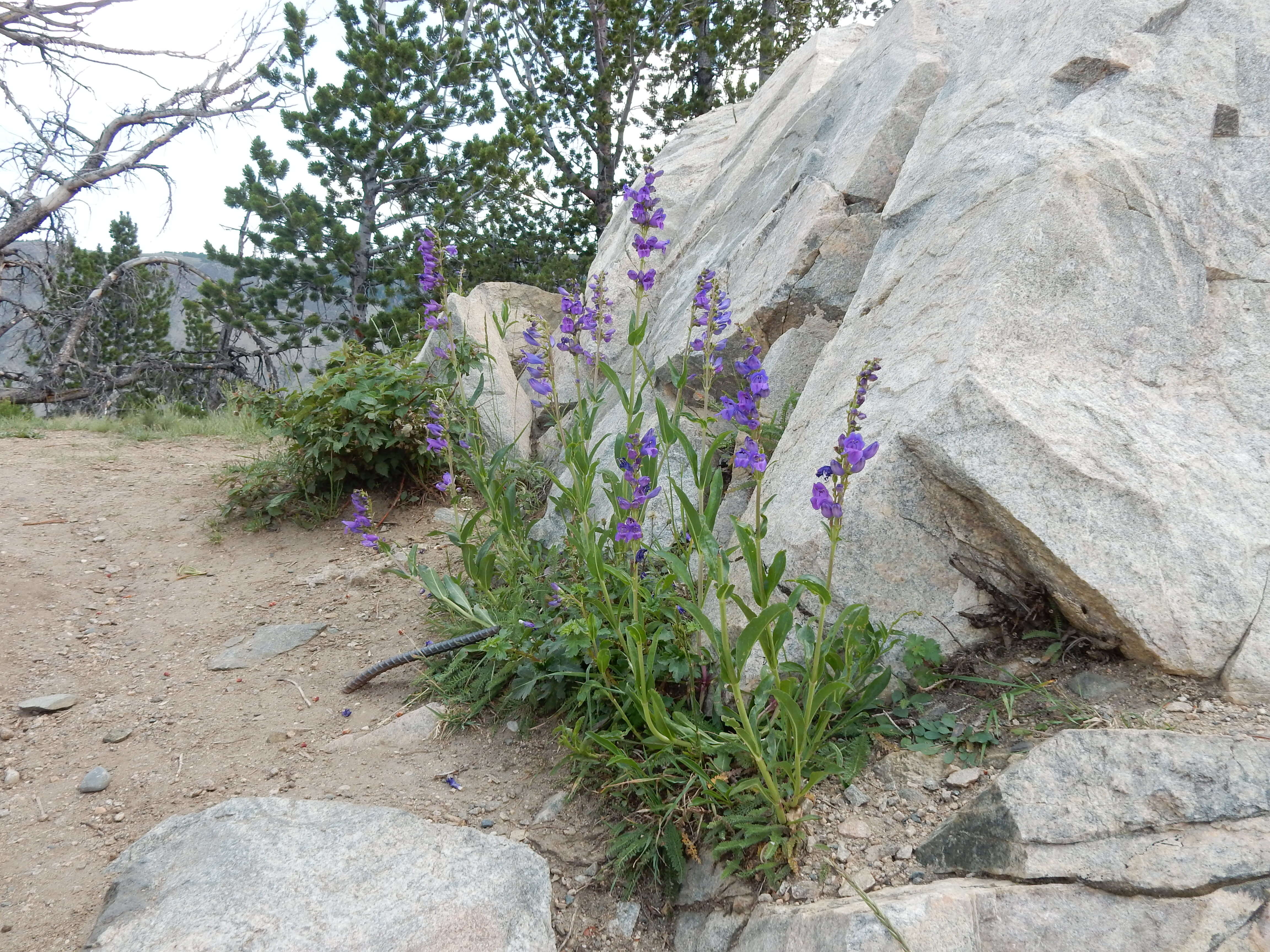 Image of blue penstemon