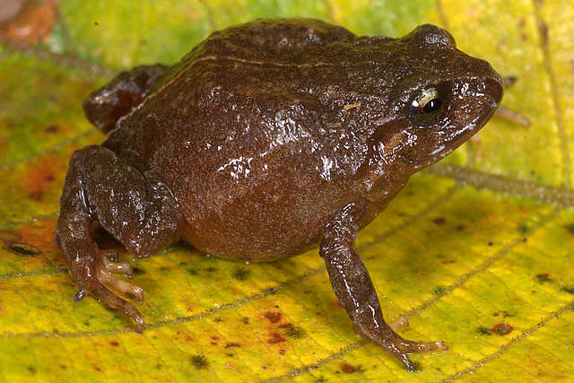 Image of Bryophryne gymnotis Lehr & Catenazzi 2009