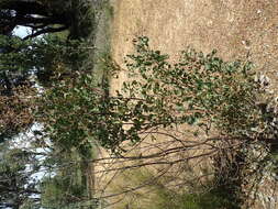 صورة Hakea auriculata Meissn.