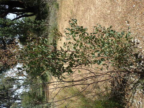 صورة Hakea auriculata Meissn.