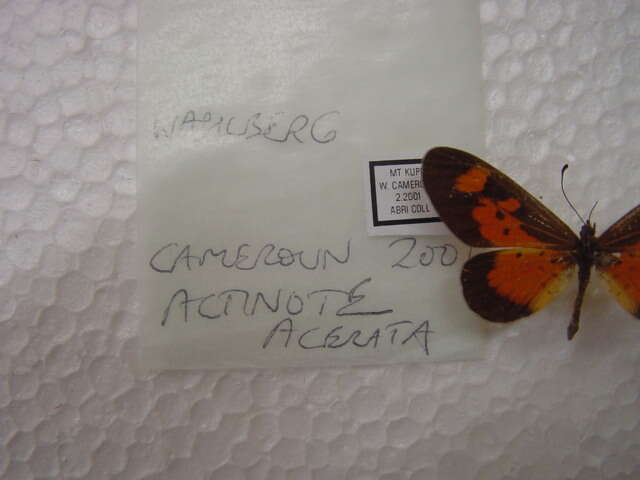 Image de Acraea acerata Hewitson 1874