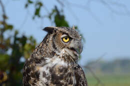 Image of Great Horned Owl