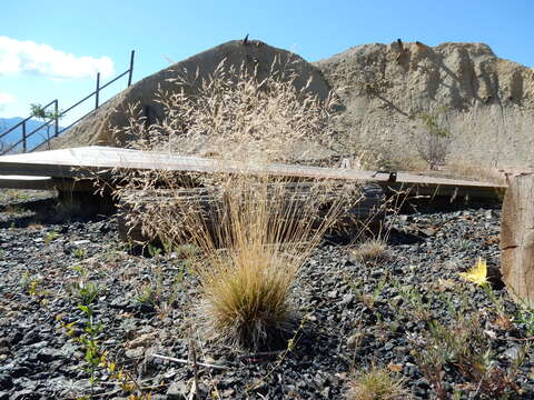 Image of Tufted Hair-grass