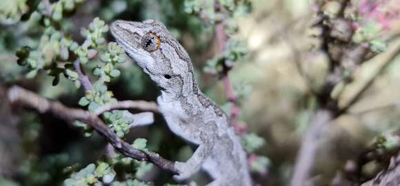 Image of Eastern Spiny-tailed Gecko