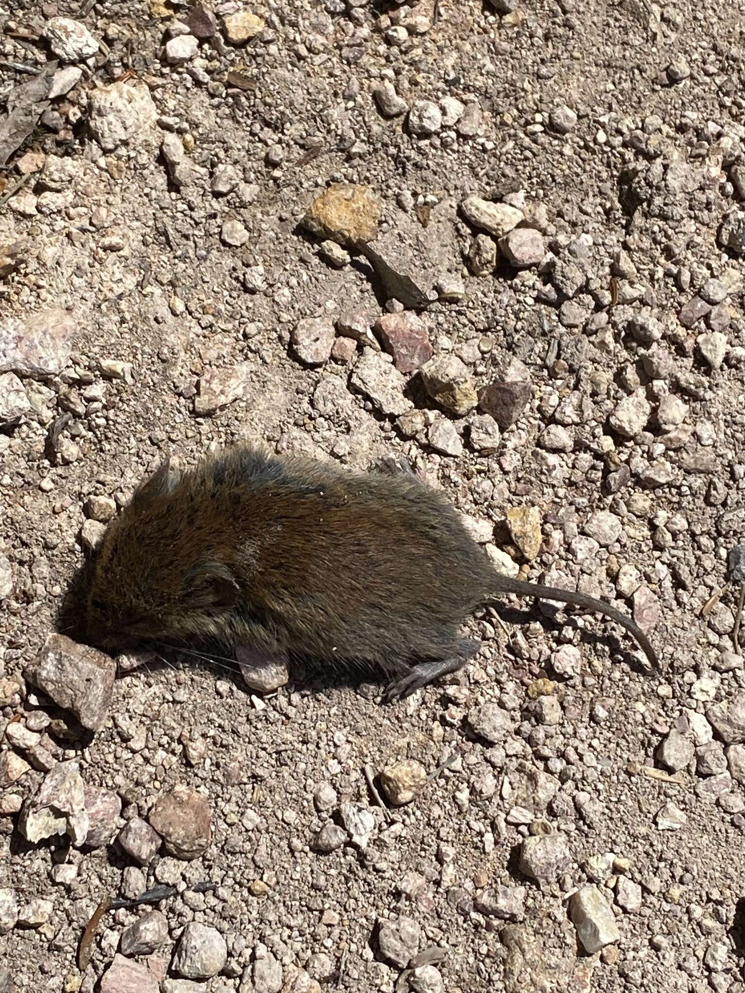 Image of Revillagigedo Island Red-backed Vole