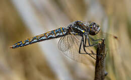 Image of Variegated Meadowhawk