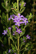 Image of Mauve freylinia