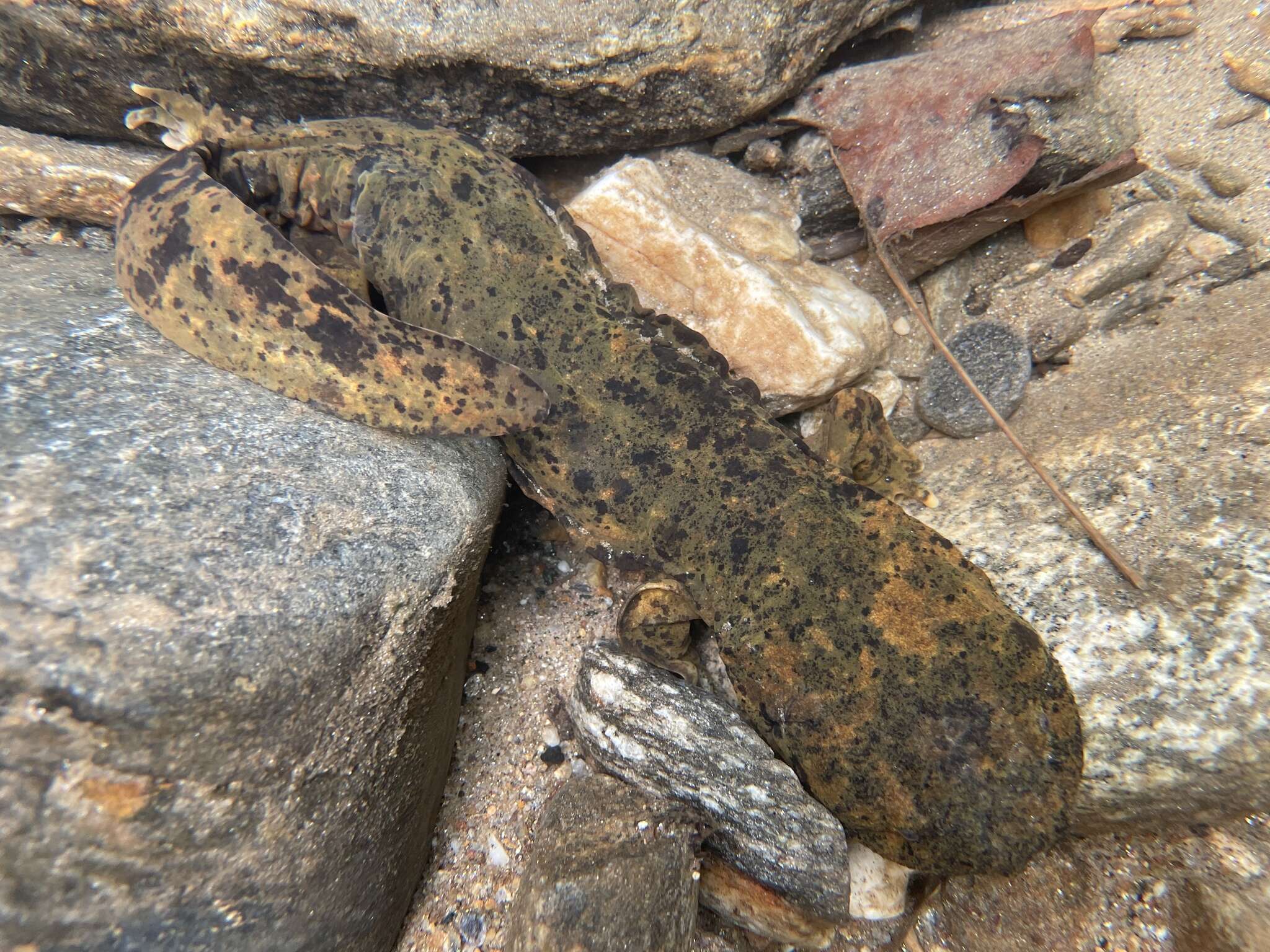 Image of Cryptobranchus alleganiensis