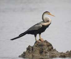 Image of Oriental Darter