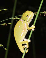 Image of Common African Flap-necked Chameleon