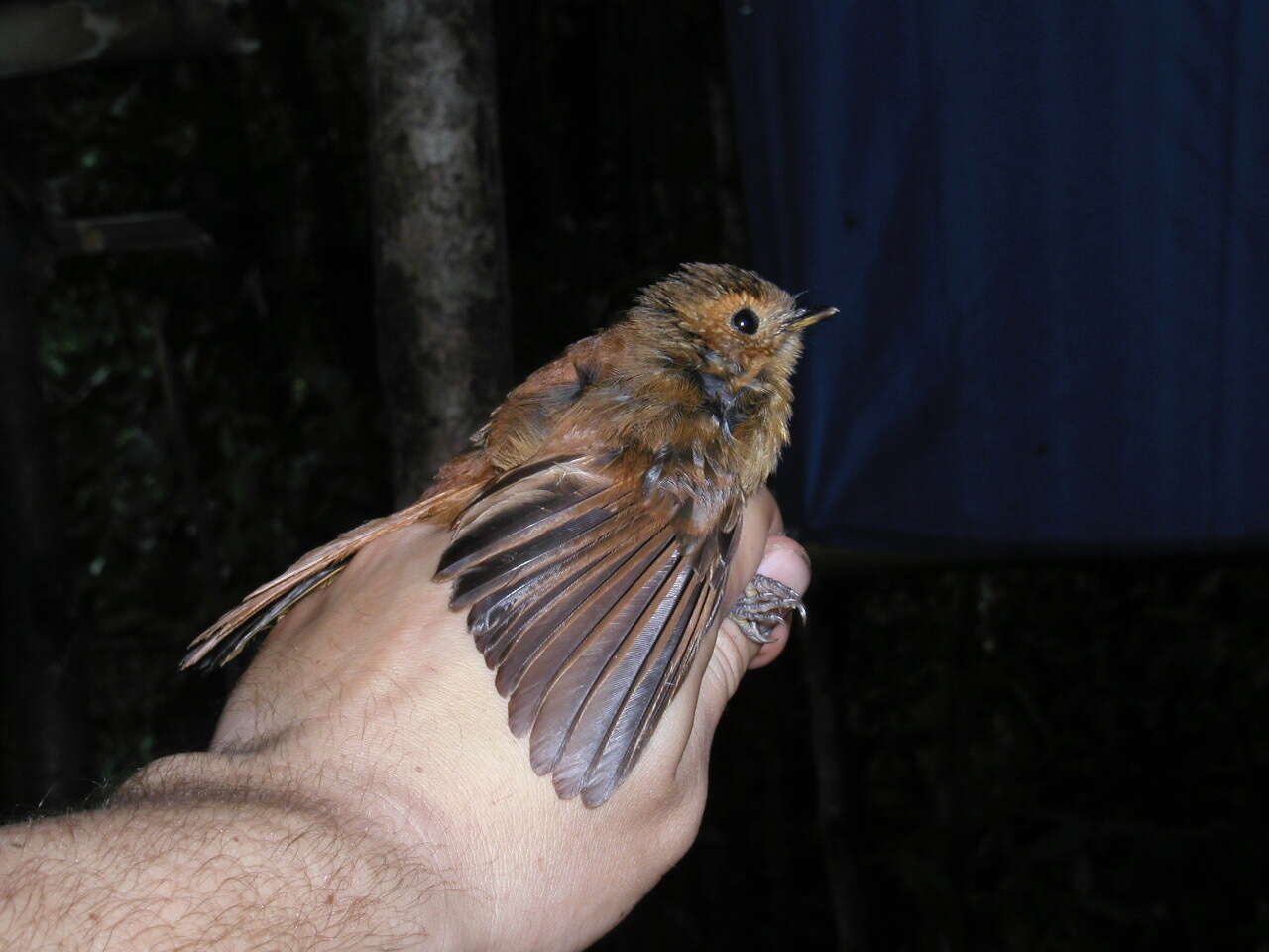 Image of Black Fantail