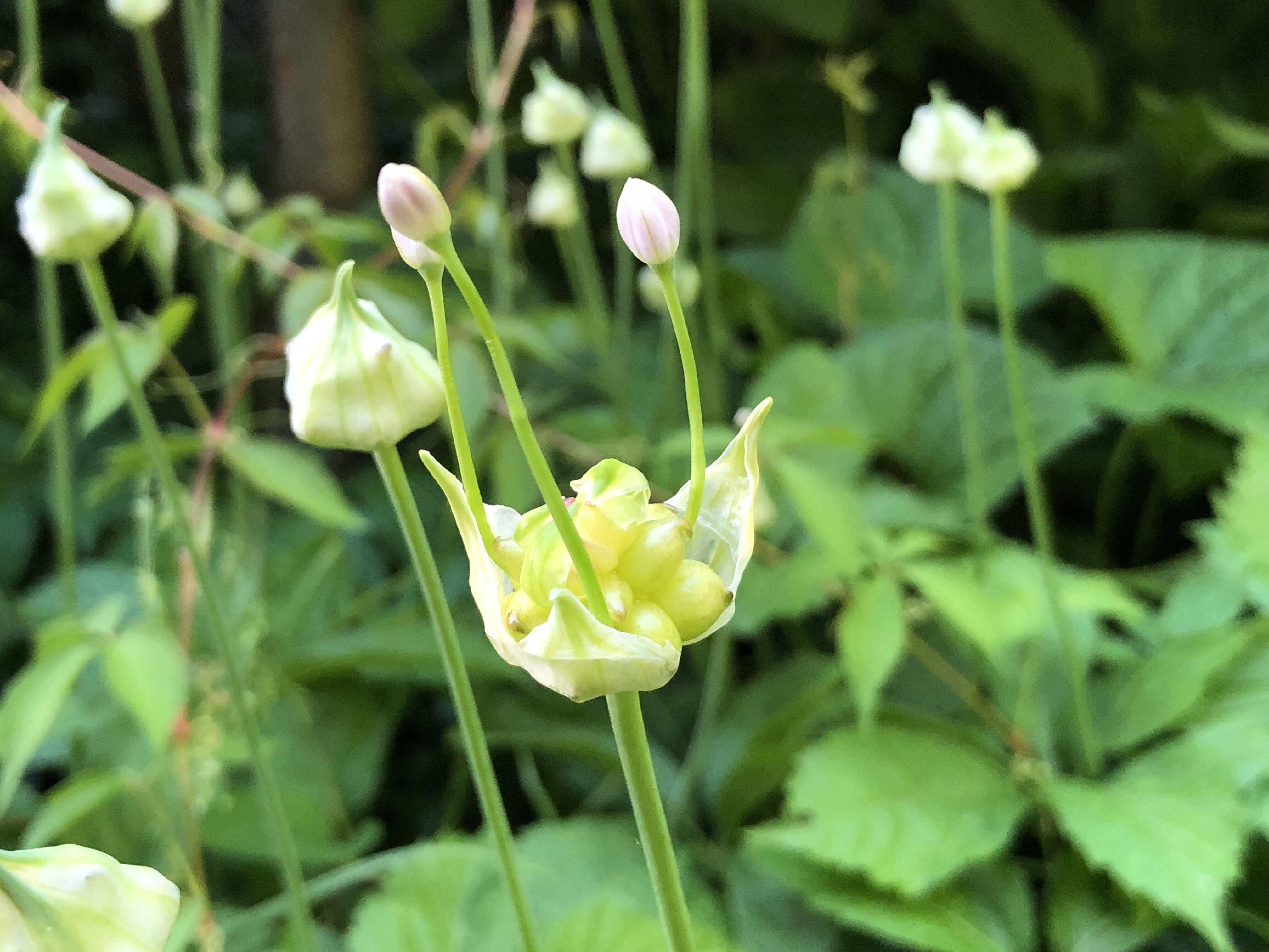 Image of meadow garlic