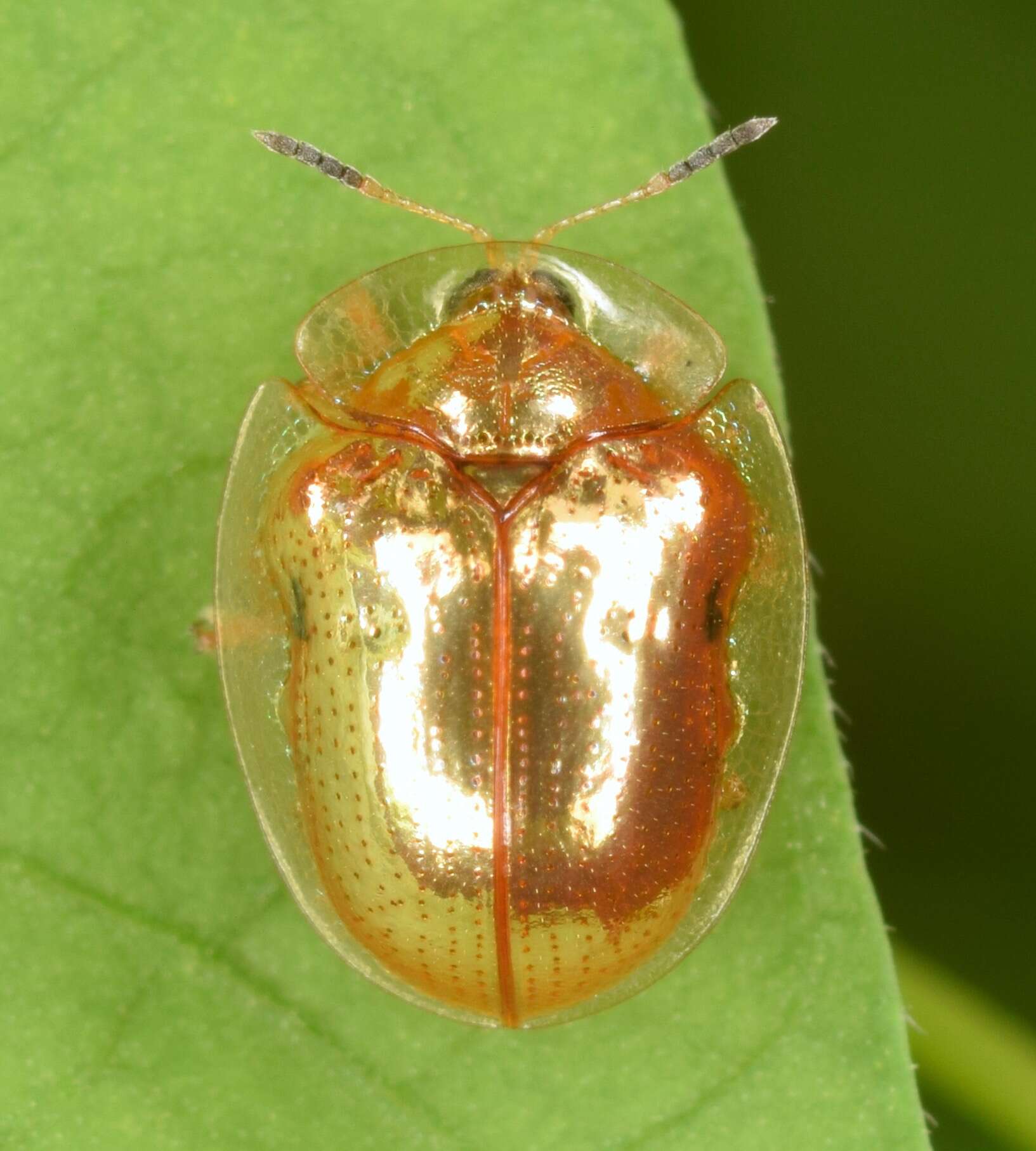 Imagem de Charidotella (Charidotella) sexpunctata (Fabricius 1781)