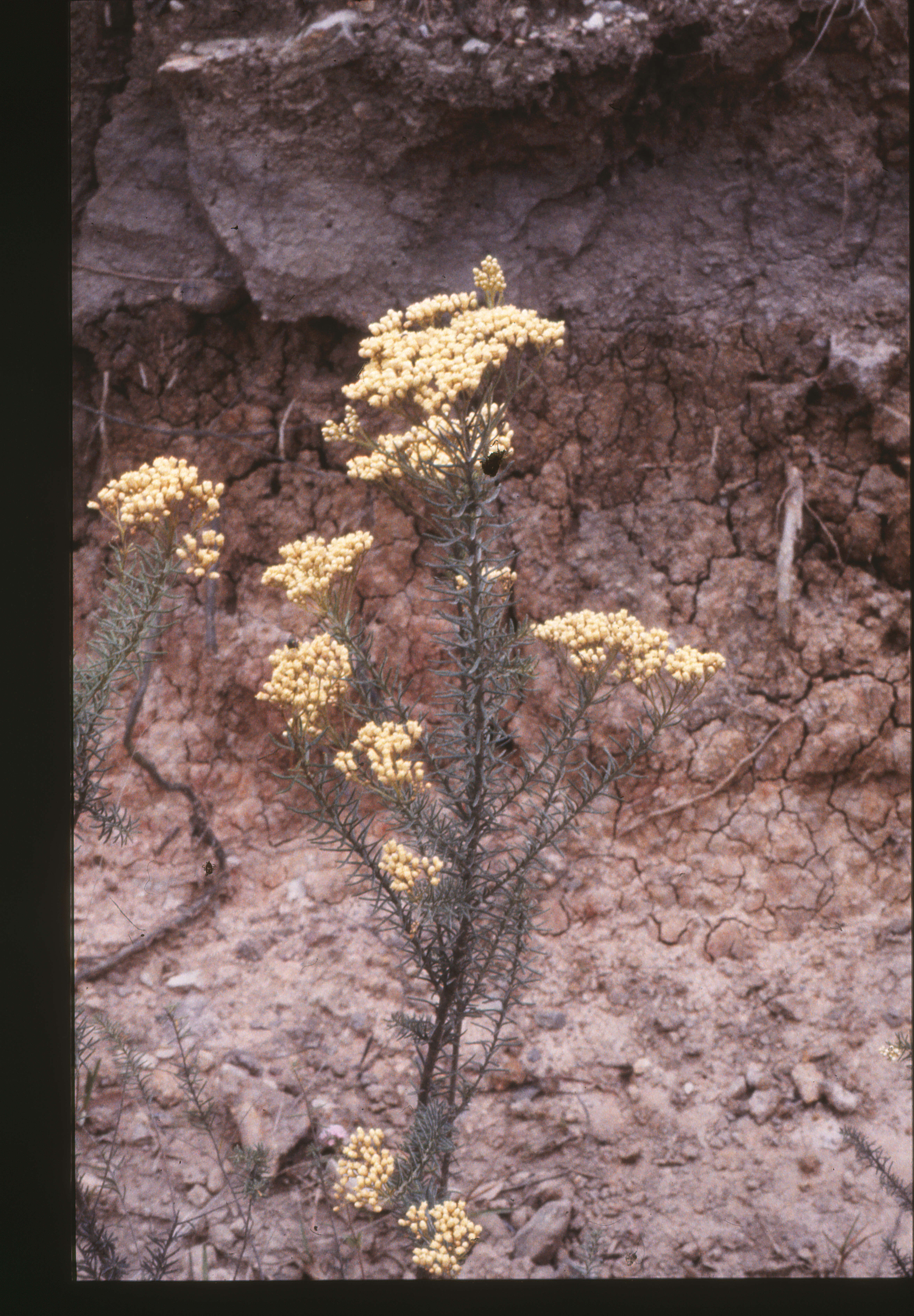 Image of Ozothamnus diosmifolius (Vent.) DC.