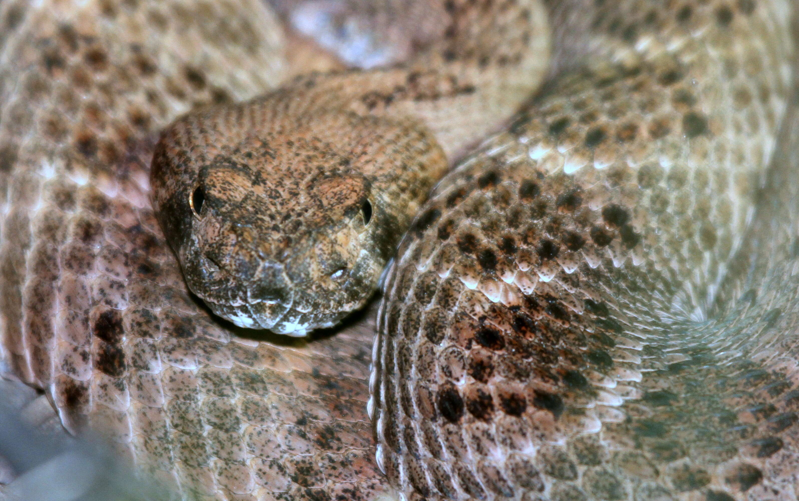 Image of Mohave Rattlesnake