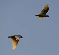 Image of Little Corella