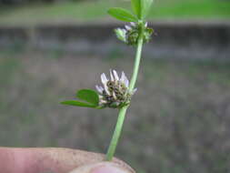 Image de Trifolium glomeratum L.