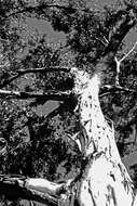 Imagem de Eucalyptus tereticornis Sm.