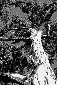 Image of forest redgum