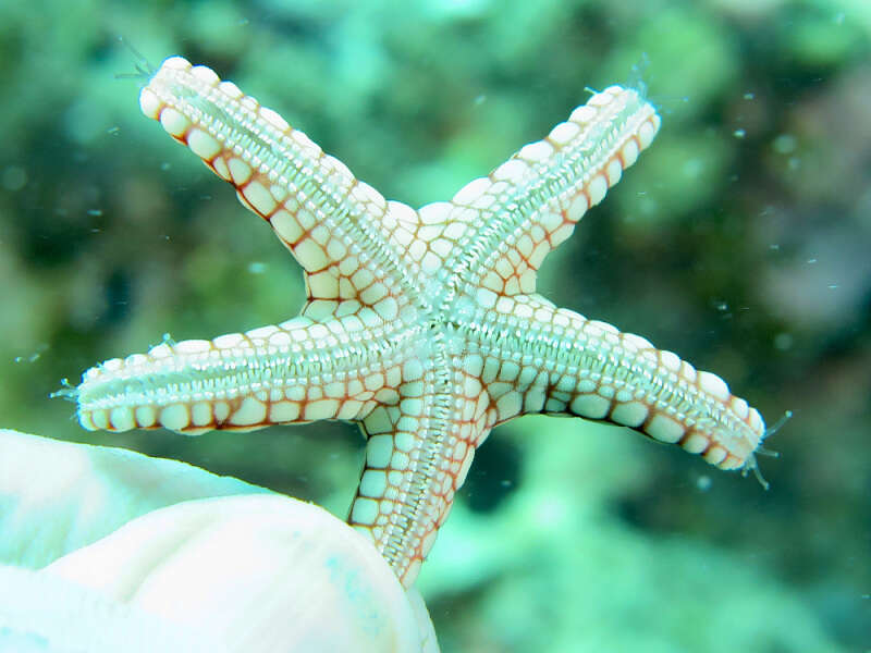 Image of Red and pink sea star