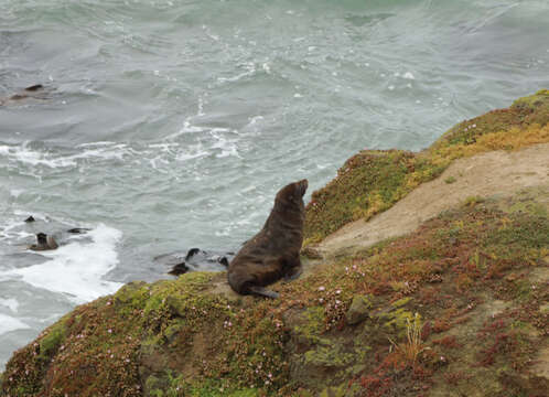 Image of Antipodean Fur Seal