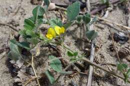 Слика од Medicago rigidula (L.) All.