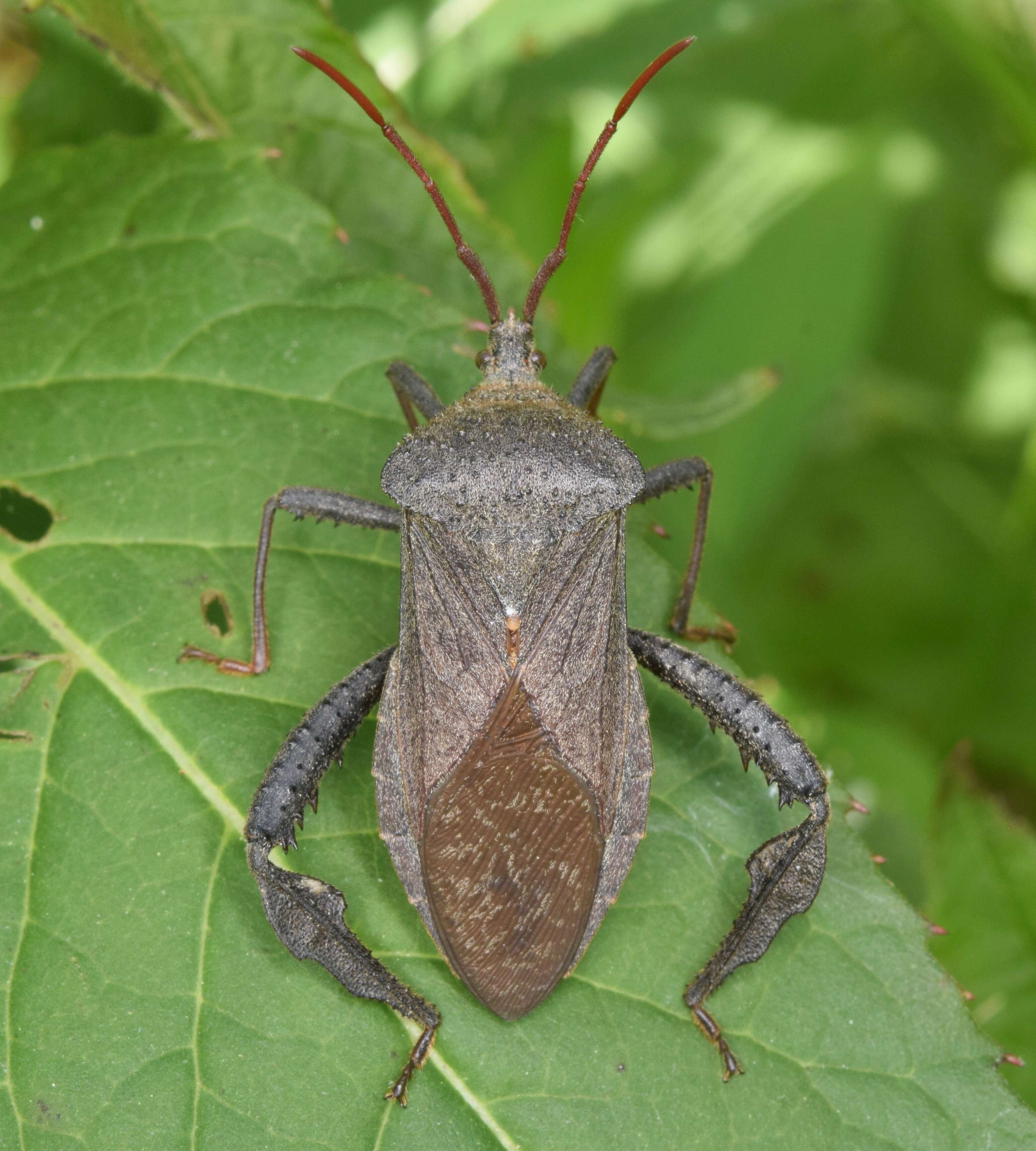 Image of Florida leaf-footed bug