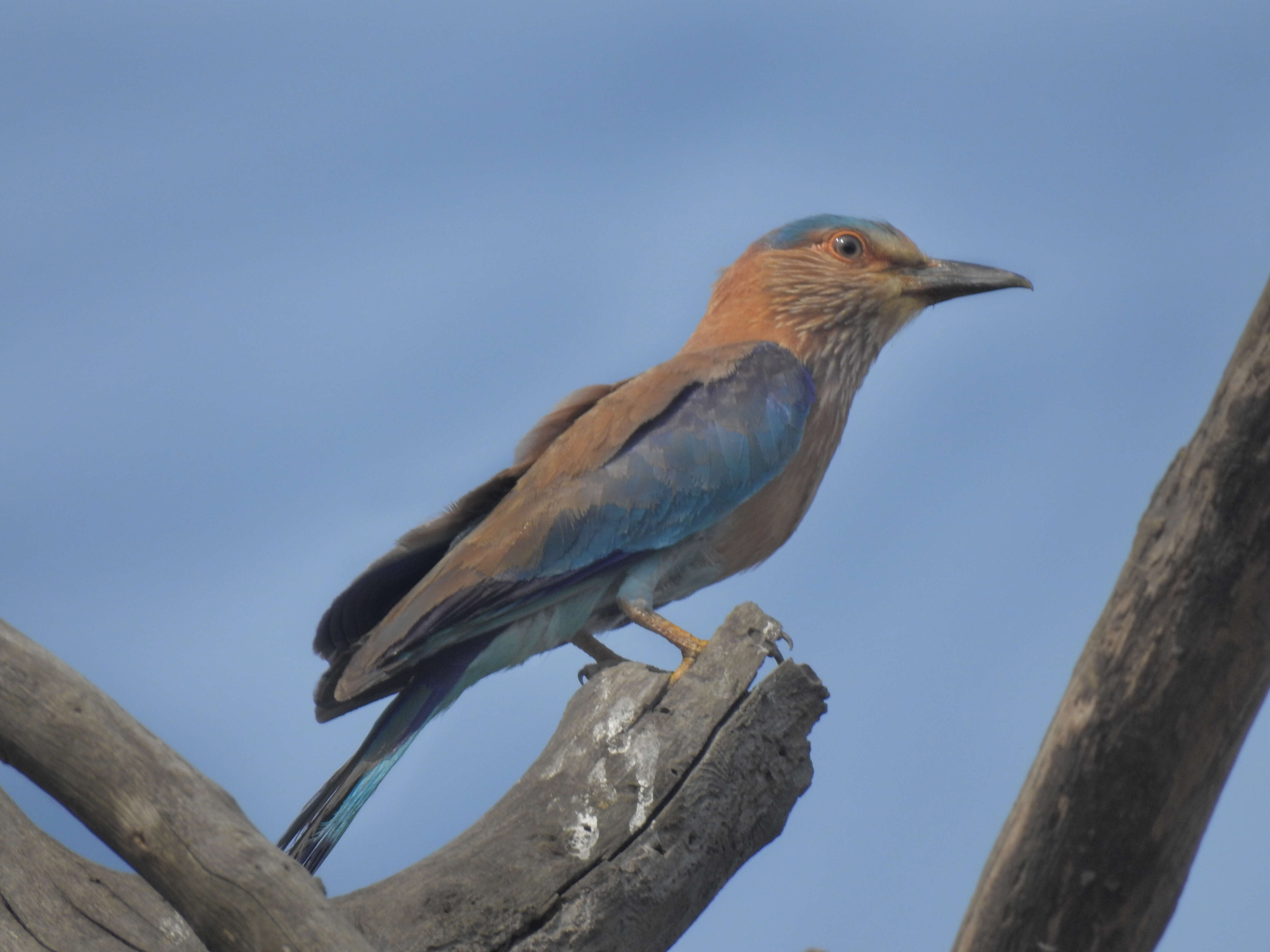 Imagem de Coracias benghalensis (Linnaeus 1758)