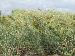 Imagem de Spinifex longifolius R. Br.