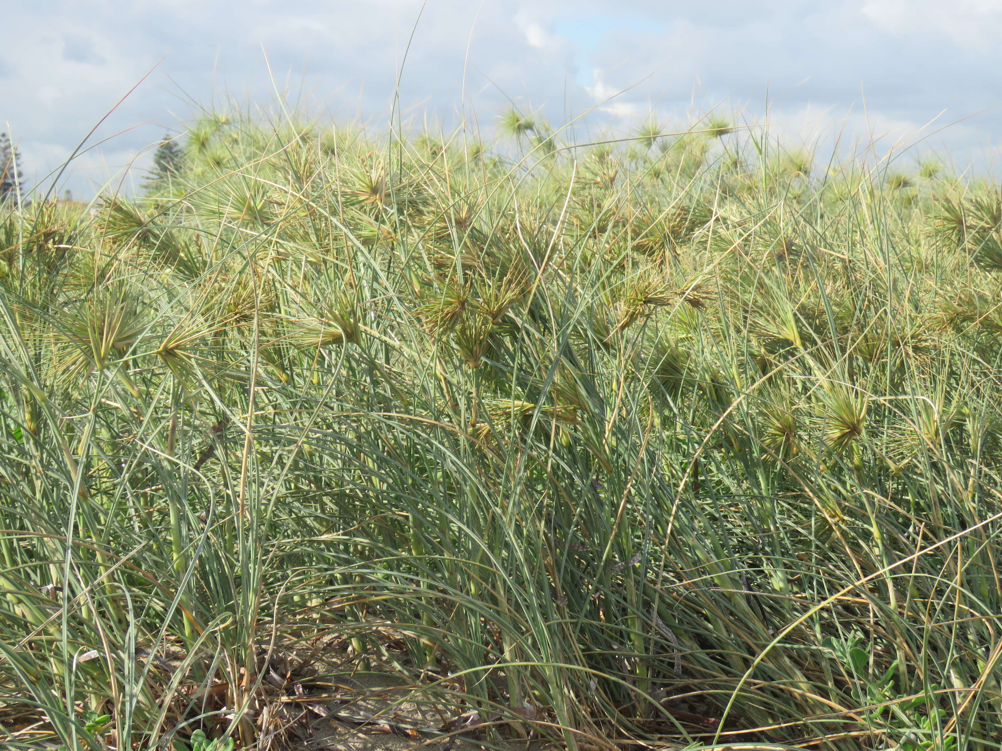 Imagem de Spinifex longifolius R. Br.