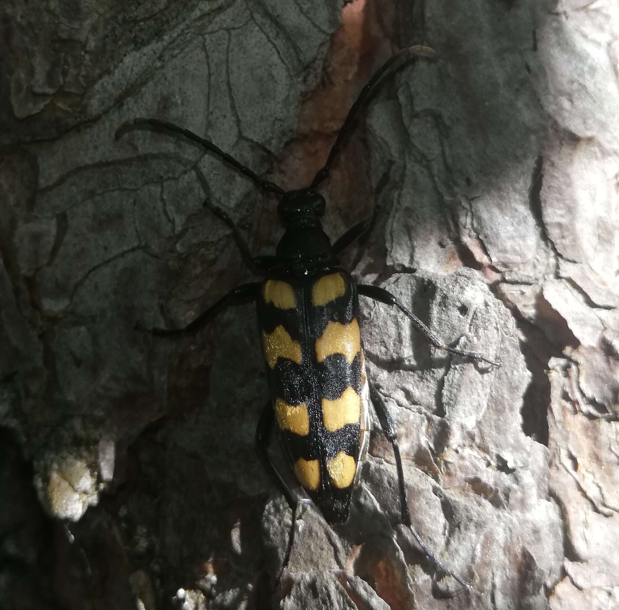 Image of Leptura quadrifasciata Linné 1758