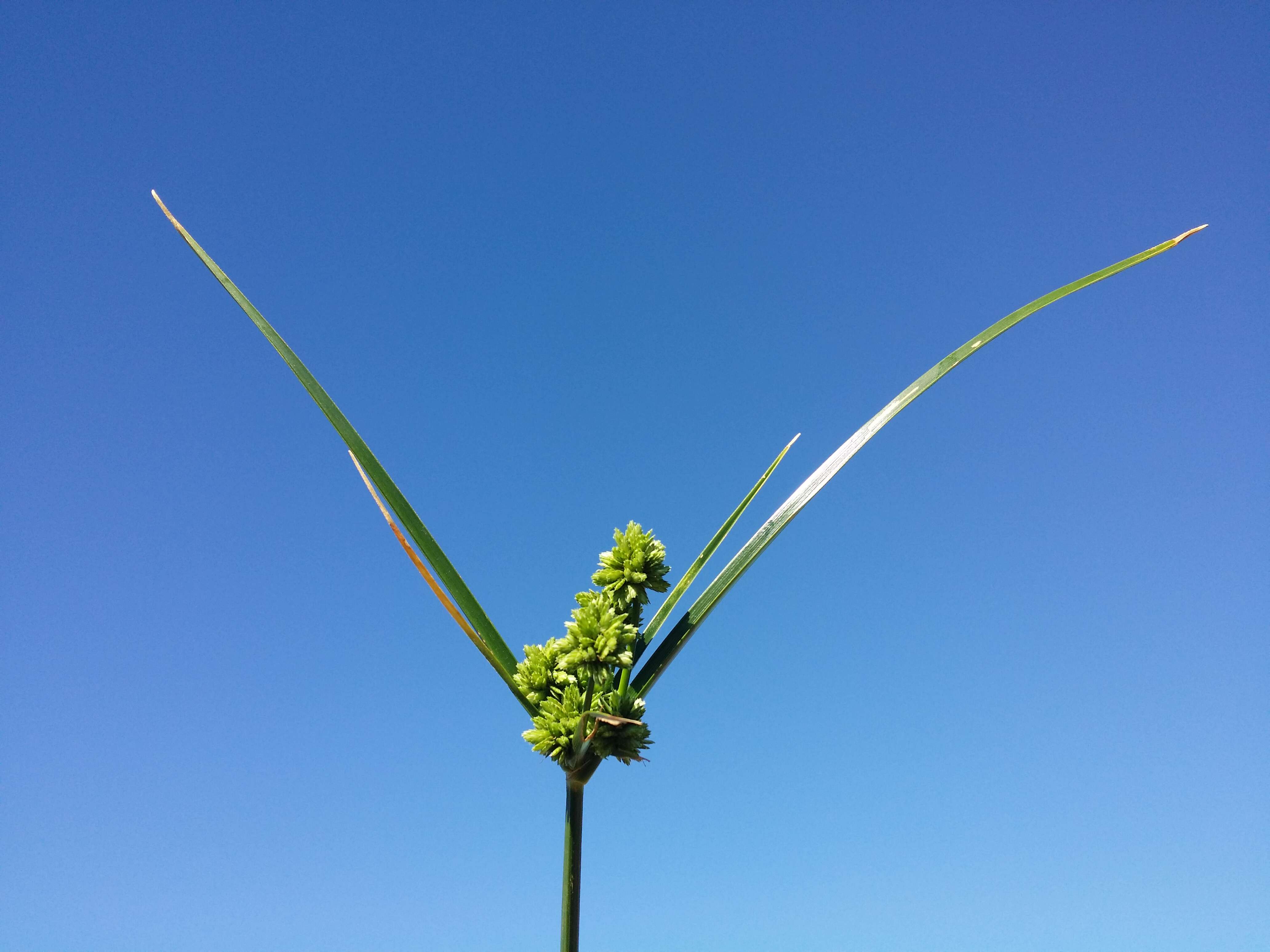 Слика од Cyperus eragrostis Lam.