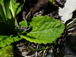 Image of Horminum pyrenaicum L.