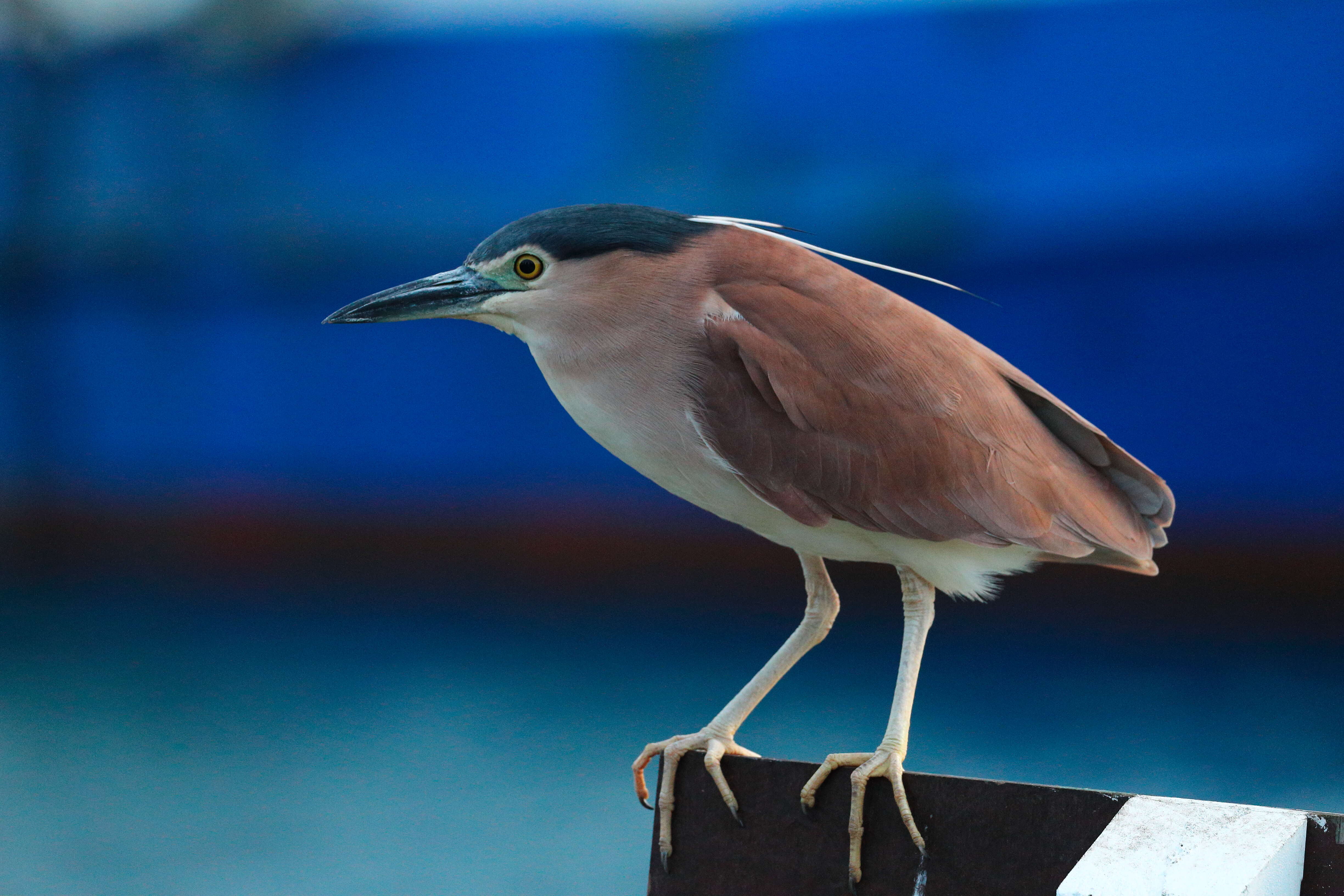 Image of Nankeen Night Heron