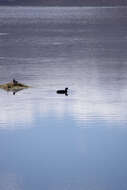 Image of Giant Coot