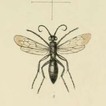 Image of Tiphia femorata Fabricius 1775