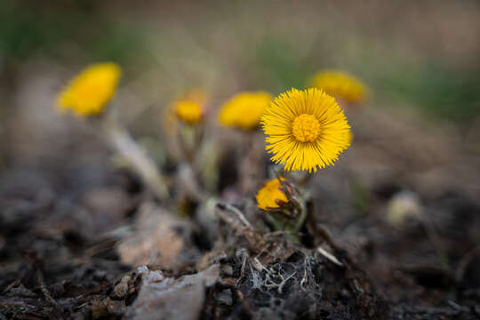 Image of coltsfoot