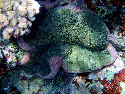 18.https www inaturalist org photos 608915.580x360