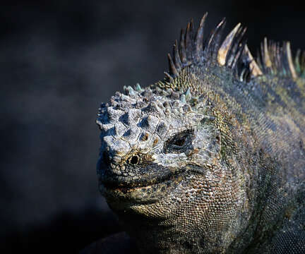 Image of marine iguana