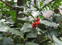 Image of English holly