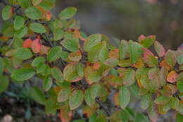 Cotoneaster acutifolius Turcz. resmi