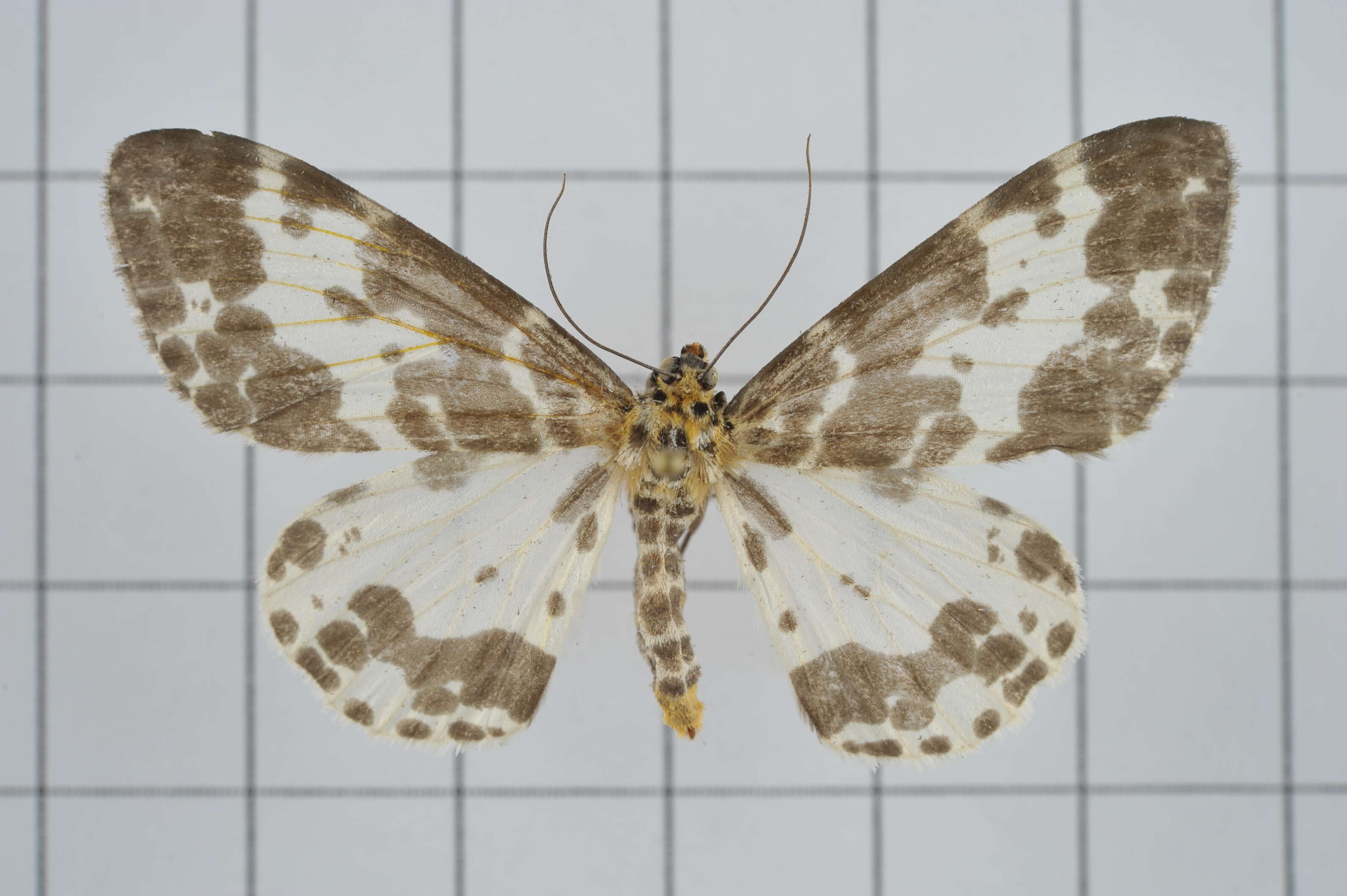 Image of Dilophodes baria