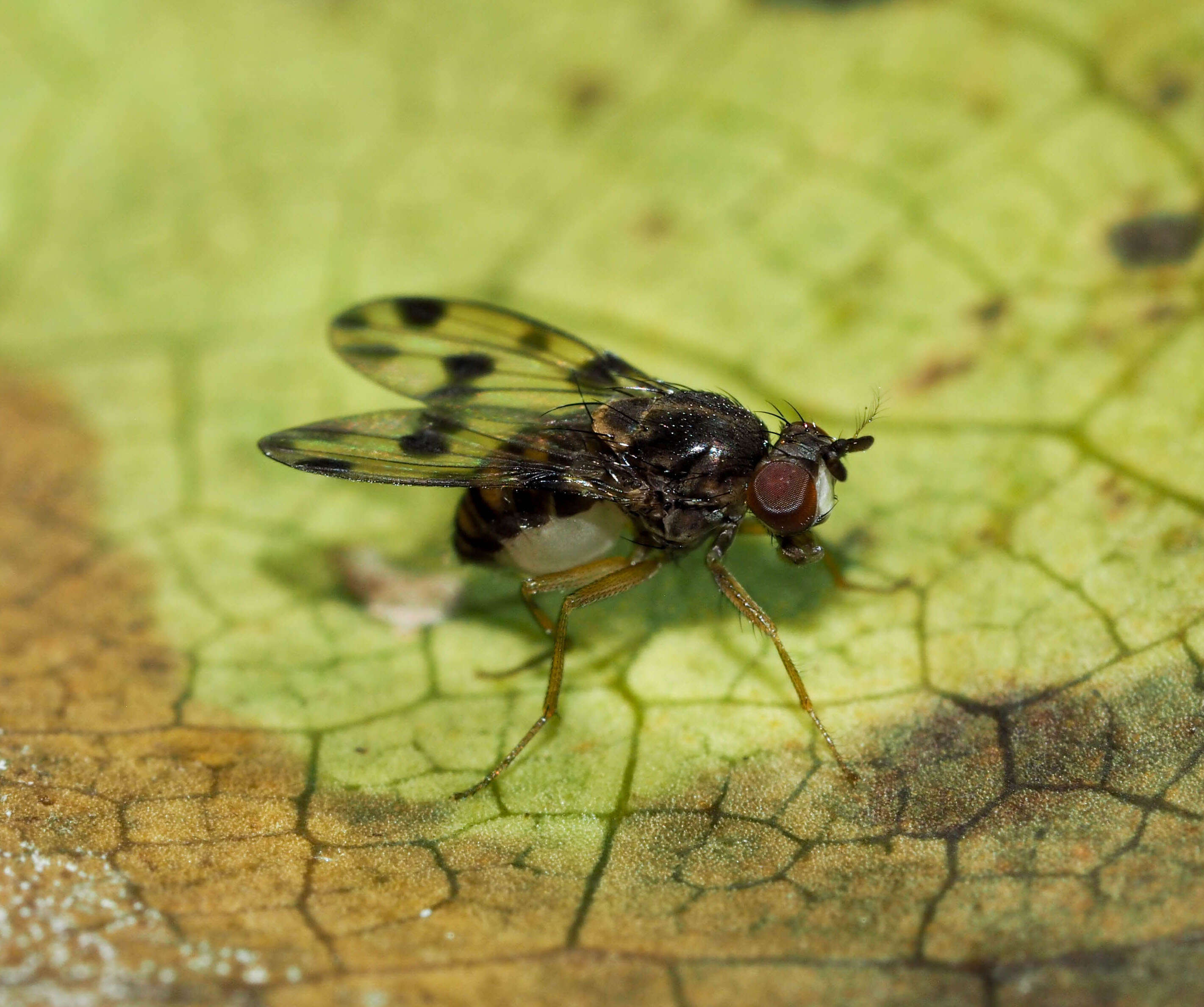 Image of fruit fly