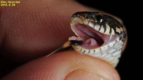 Image of Japanese Keelback