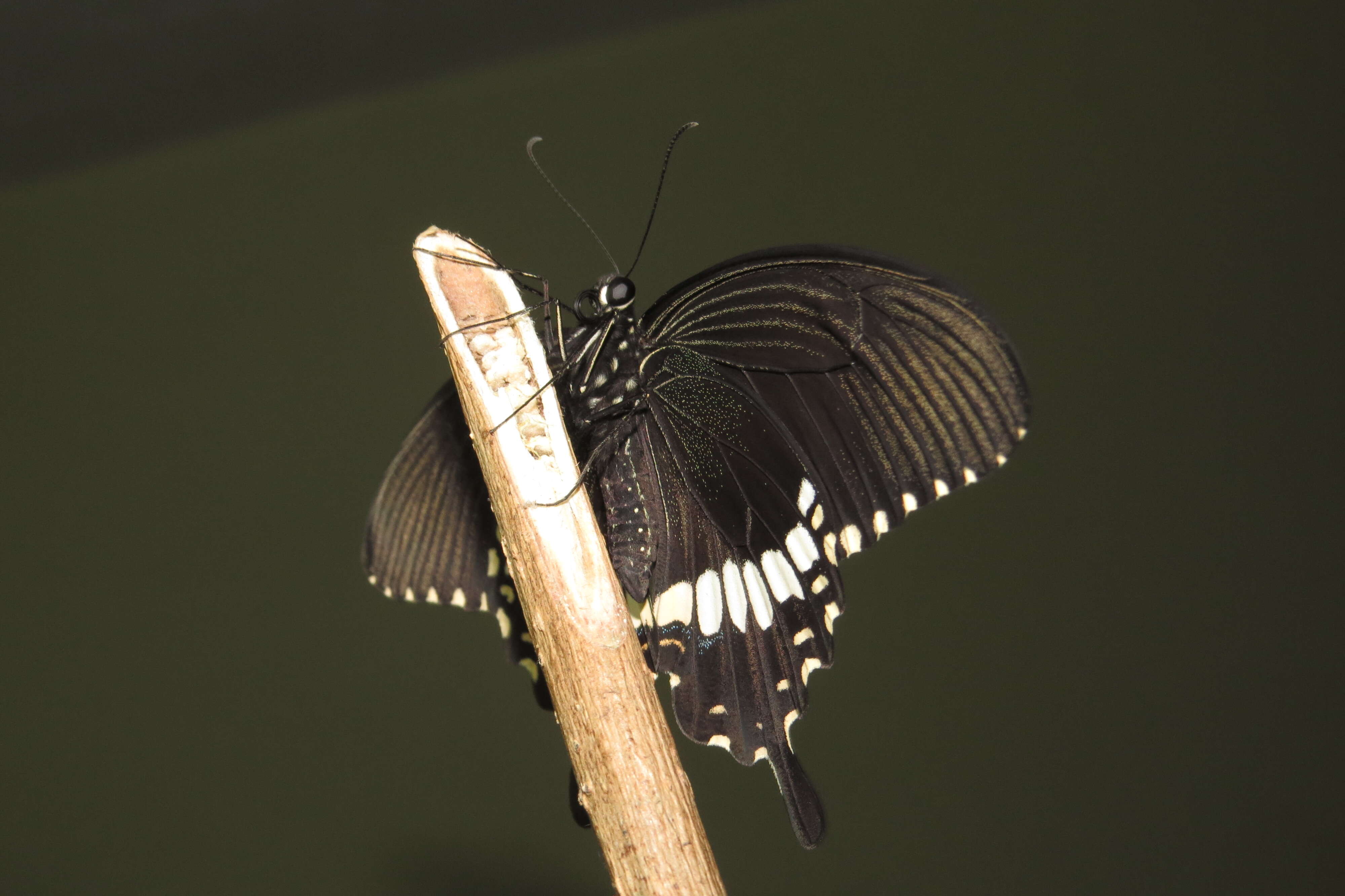 Image of Papilio polytes Linnaeus 1758