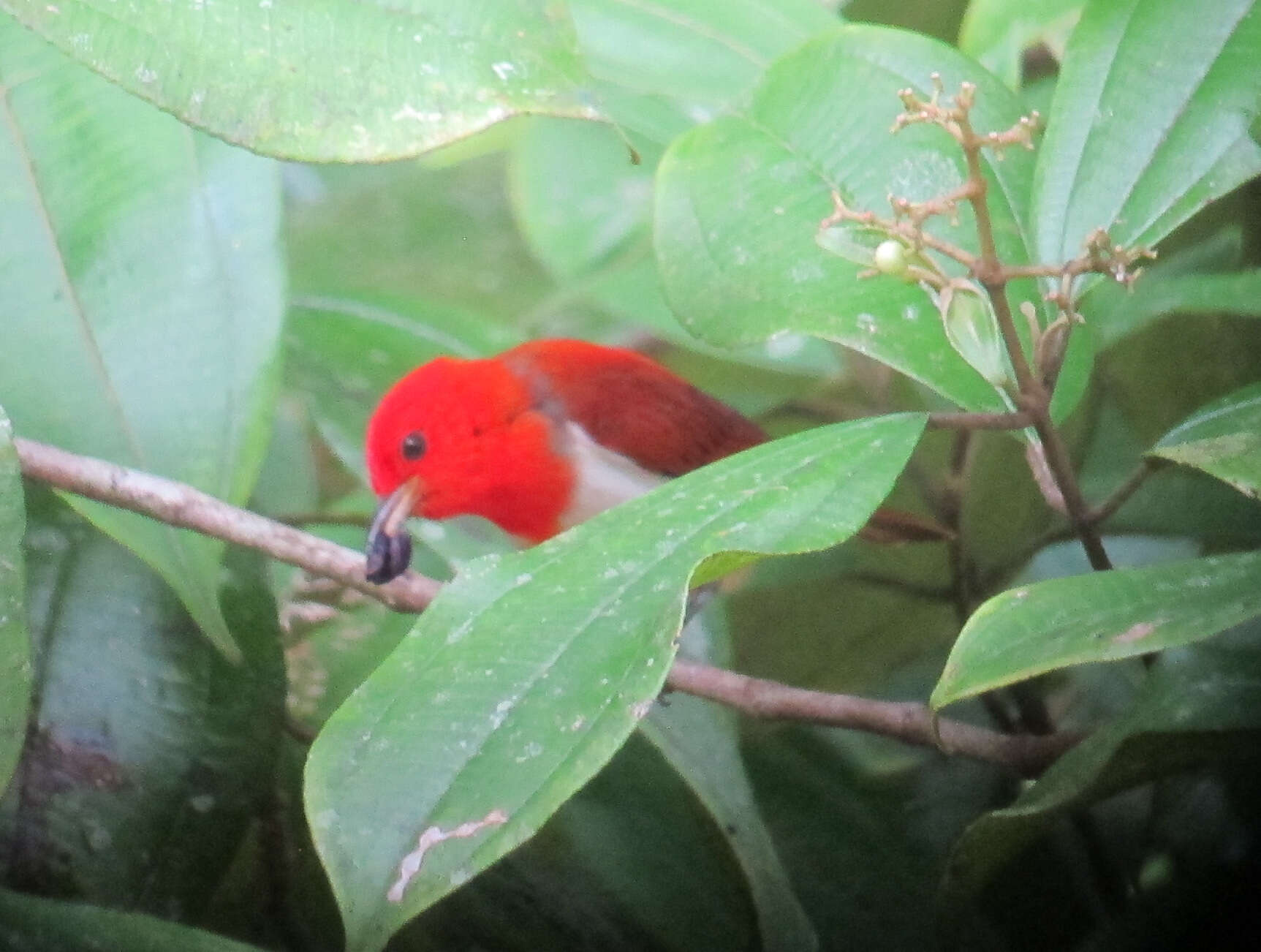 Image of Scarlet-and-white Tanager
