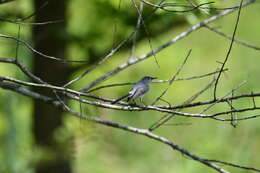 Image of gnatcatchers