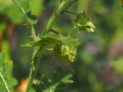 Plancia ëd Solanum sisymbriifolium Lam.