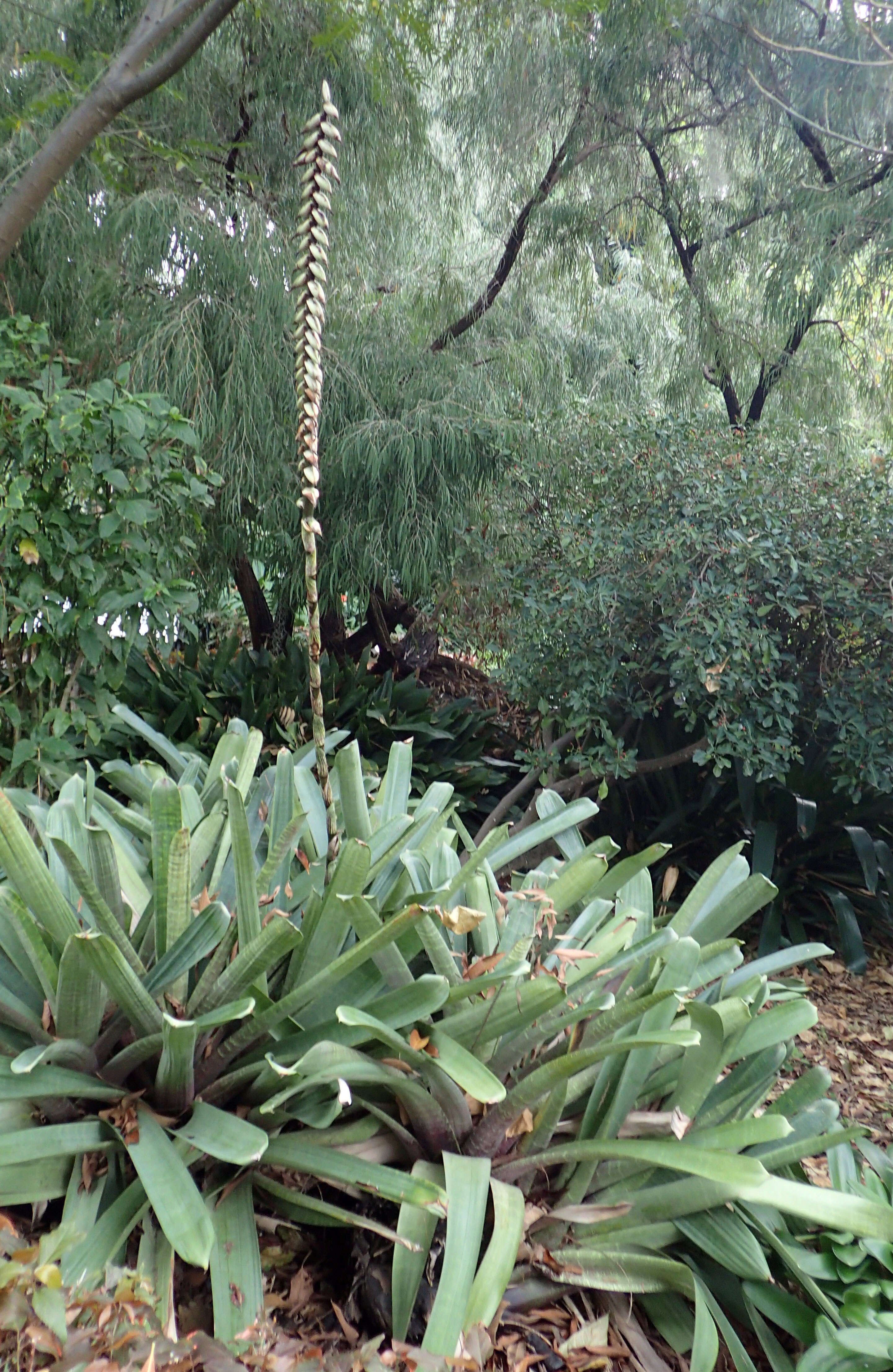 Image of Bromeliad