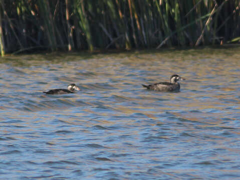 Image of scoter